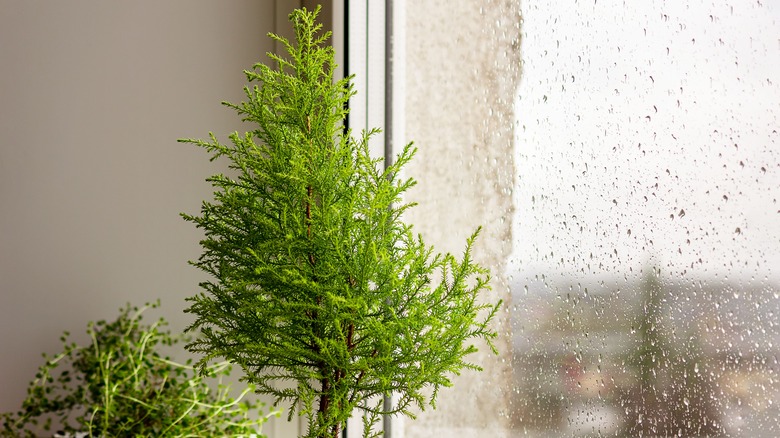 a lemon cypress tree