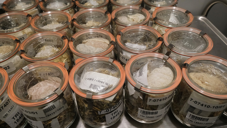 Seeds in jars 