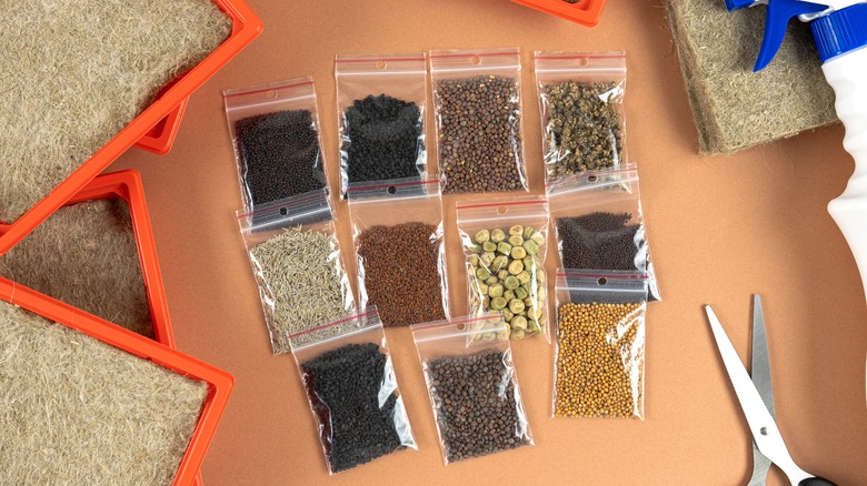 Seeds in bags 