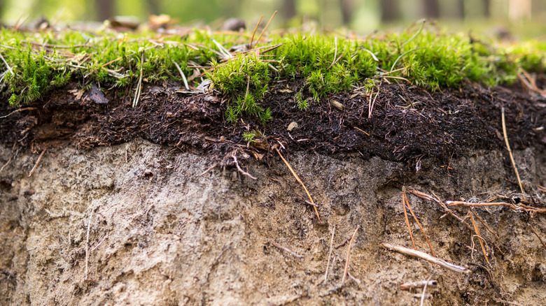 5 Clever Ways To Use Sand In Your Lawn And Garden