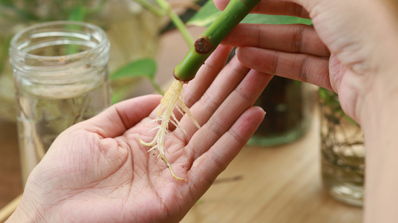 Propagated plant roots