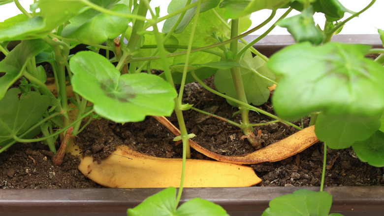 Banana peel in potted plant