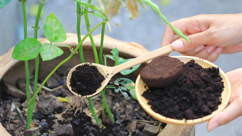 Coffee grounds for plant fertilizer