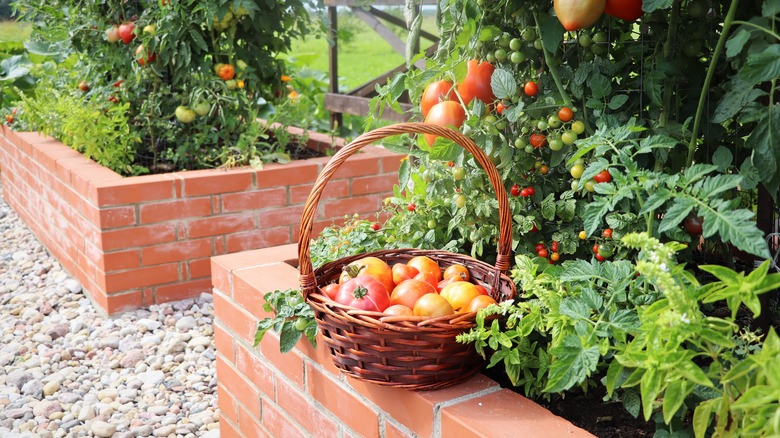 Tomatoes planted in brick raised beds