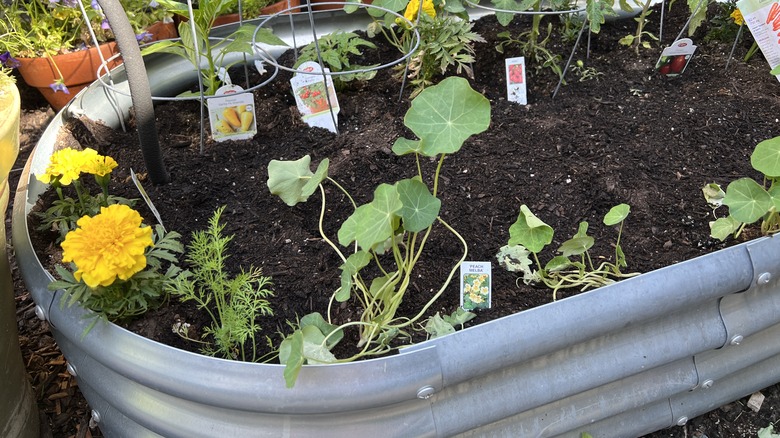 Plants growing in metal raised bed