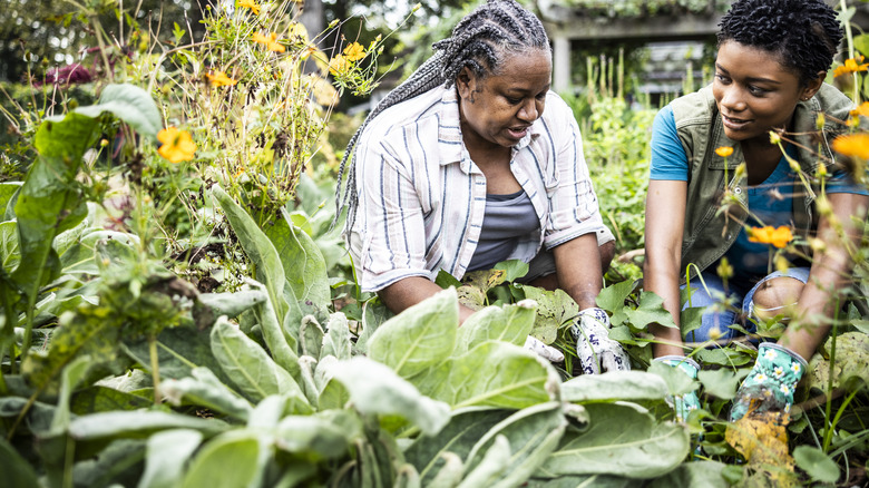 People working in their garden