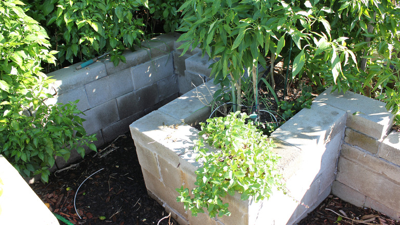 Raised garden beds made with concrete blocks