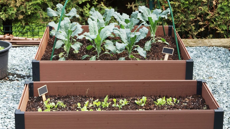 Raised garden beds made with plastic planks