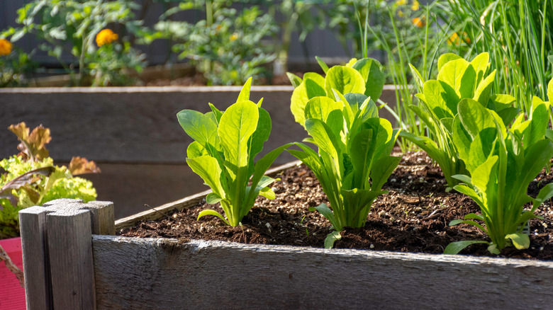 Plants growing in wooden raised bed