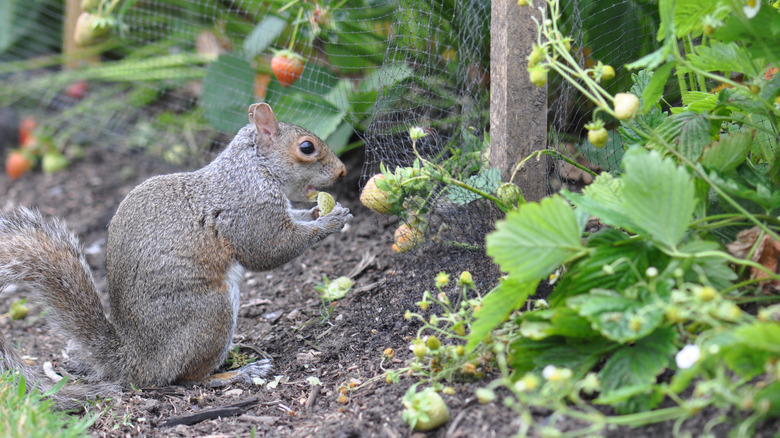 Squirrel eating strawberries in a garden