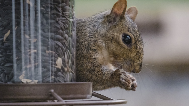 Squirrel eating sunflower seeds from a bird feeder