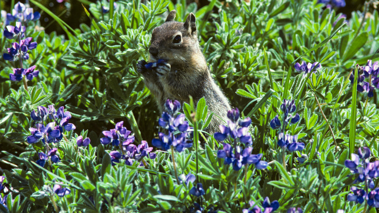 Squirrel eating a purple flower