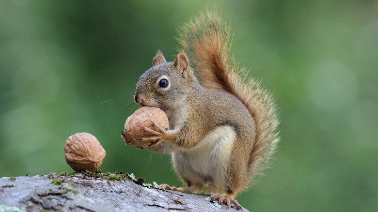 Squirrel eating a nut