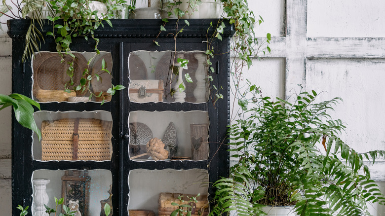 Antique cabinet with plants