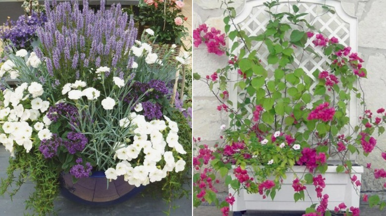 Containers with flowers