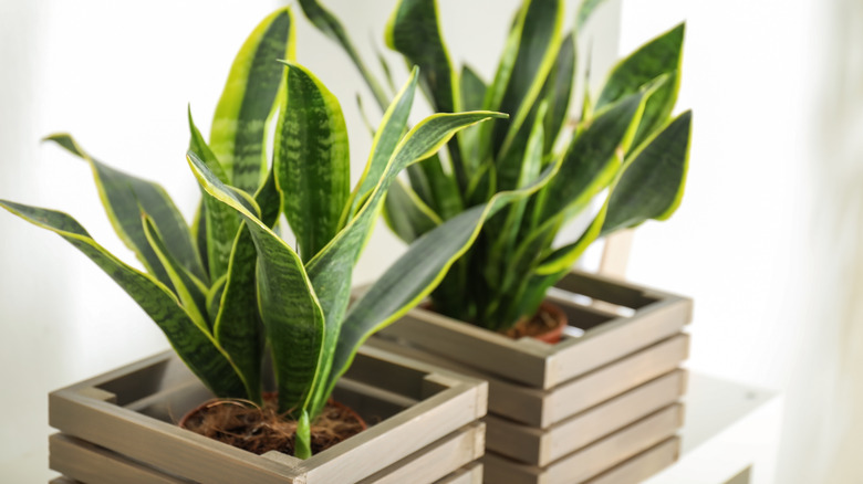 Snake plants in box crates