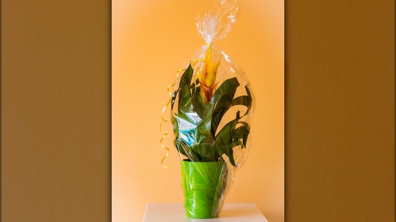 Houseplant wrapped in cellophane