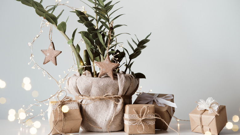 Houseplant wrapped in burlap