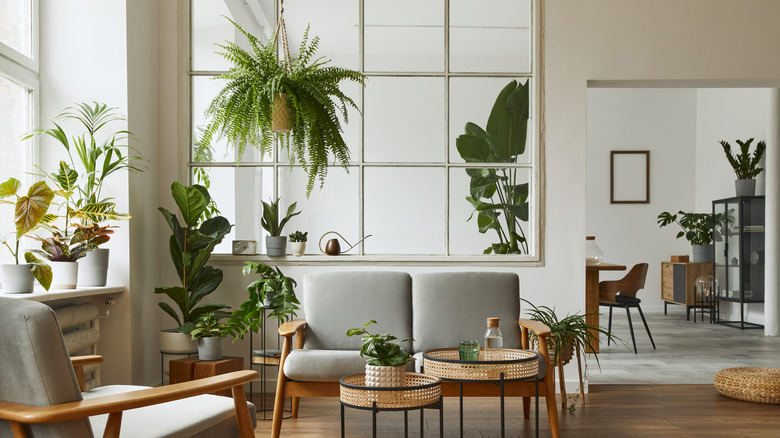 living room with many plants