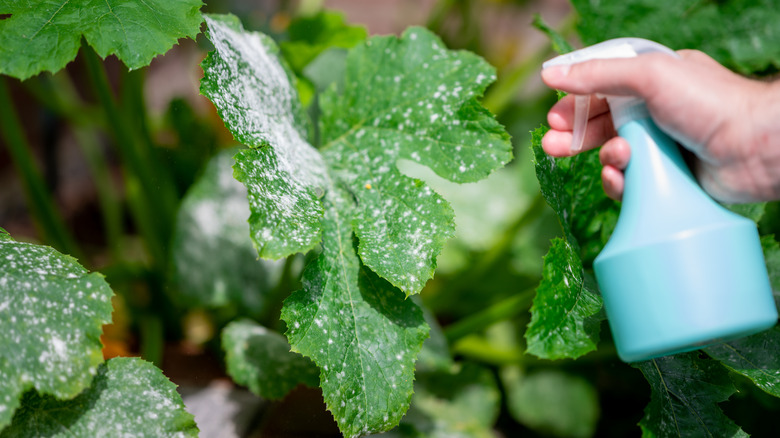 spraying leaf with powdery mildew