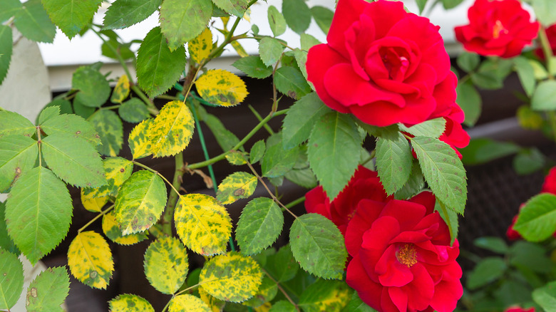 red roses and black spots