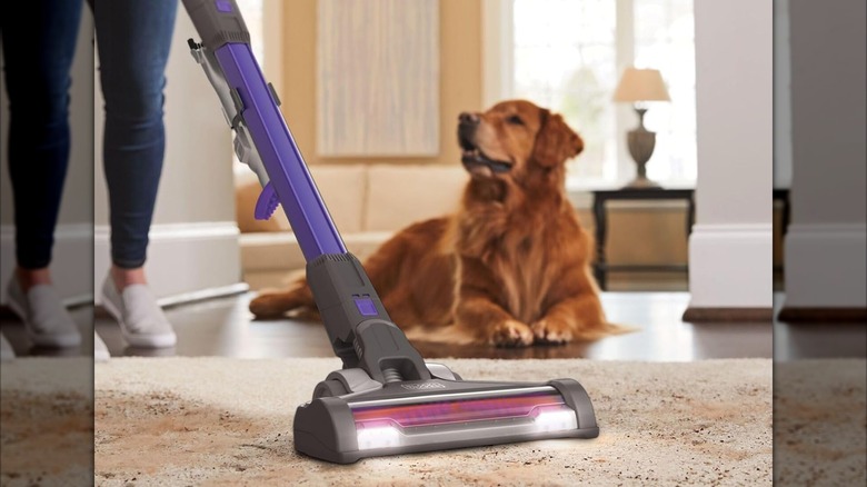 A dog watches someone use a Black + Decker vacuum