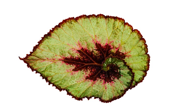 closeup of  camouflage begonia