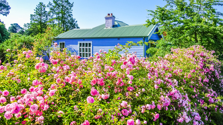 Lush French cottage garden