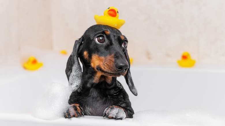 Dachshund puppy in bath