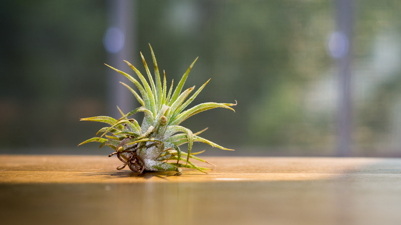 Tillandsia air plant by window