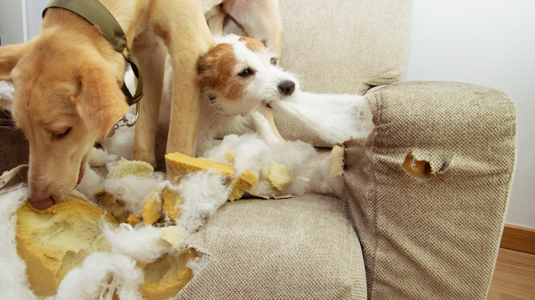 Puppies destroying sofa