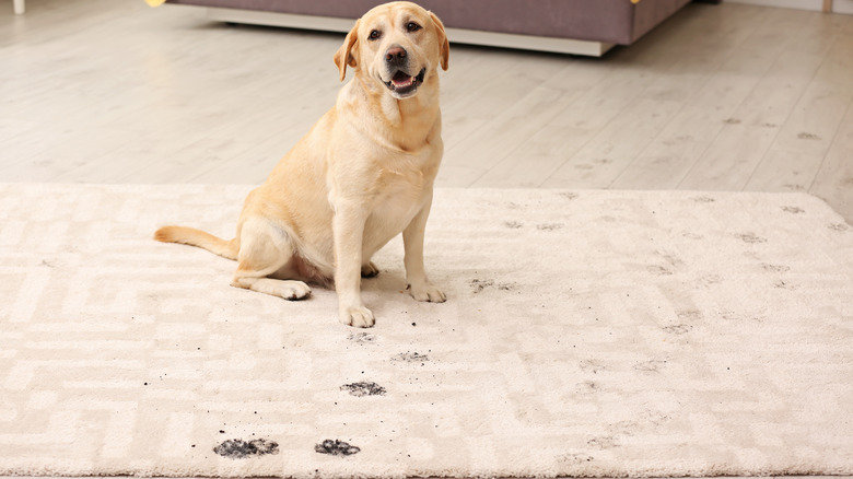 Dog brings mud prints indoor