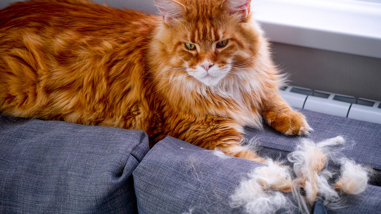 Cat sheds fur on cushion