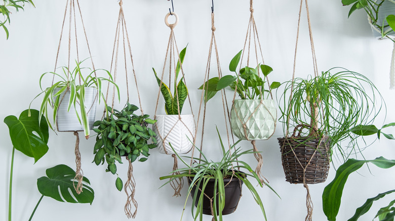 many hanging plants in holders