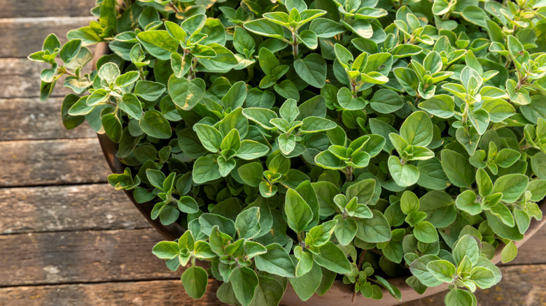 A vibrant oregano plant in a clay pot sitting on a wooden table