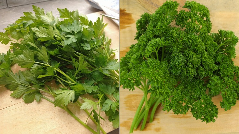 Split image showing a bunch of flat leaf parsley on the left and a bunch of curly leaf parsley on the right