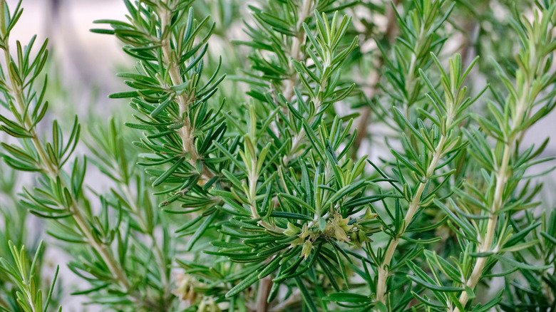 A closeup of a lush rosemary plant in the garden