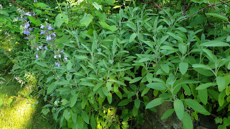 A large healthy sage plant with a few blooms growing in a garden