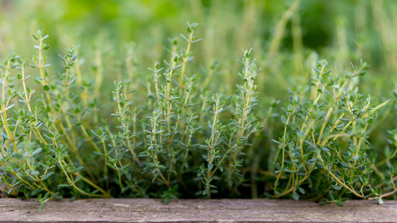 Young thyme plants growing in a raised wooden planter