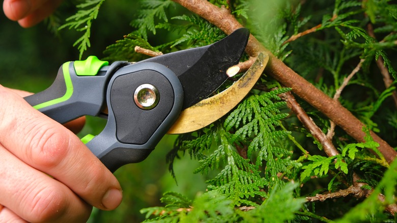 hand pruning shears on branch