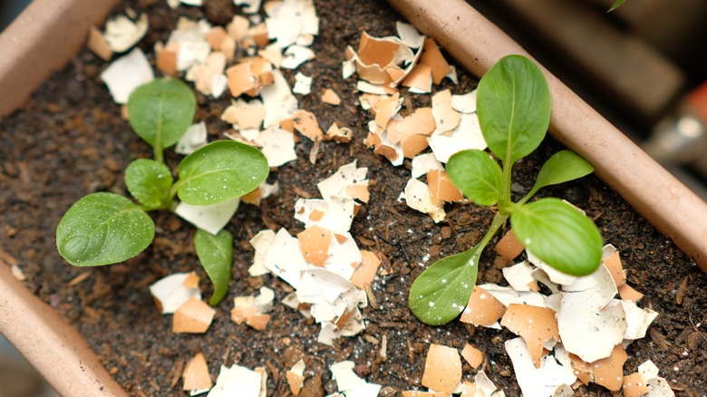 Eggshells in planter with plants