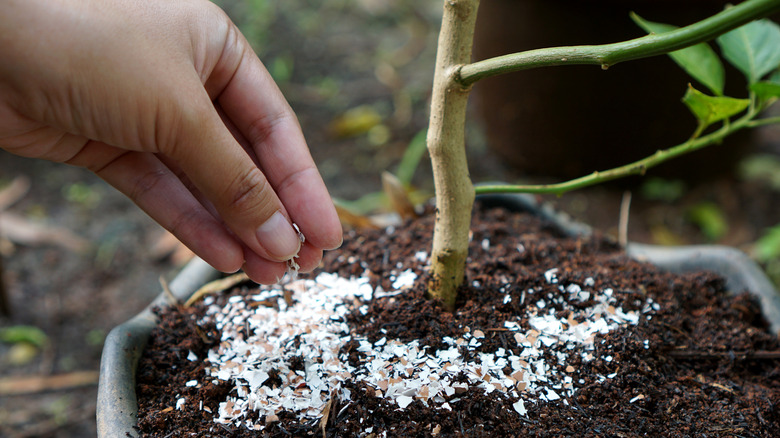 Hand sprinkling eggshells around plant