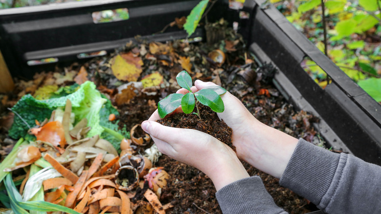 Hands holding plant above composter