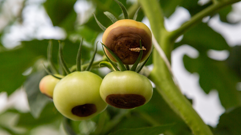 Tomatoes with blossom end rot