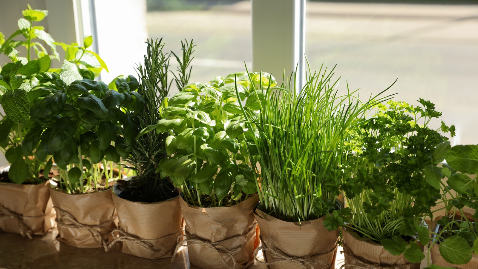 How to Grow Lots of Herbs in a Small Space • Gardenary