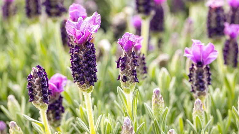 Close-up of lavender flowers 