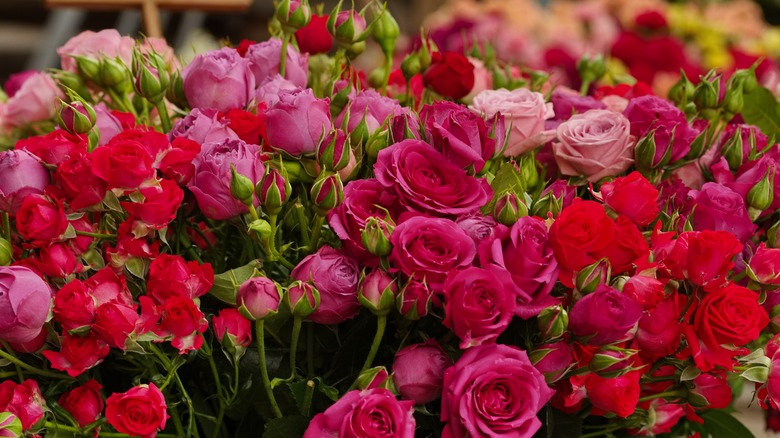 Red and pink colored roses