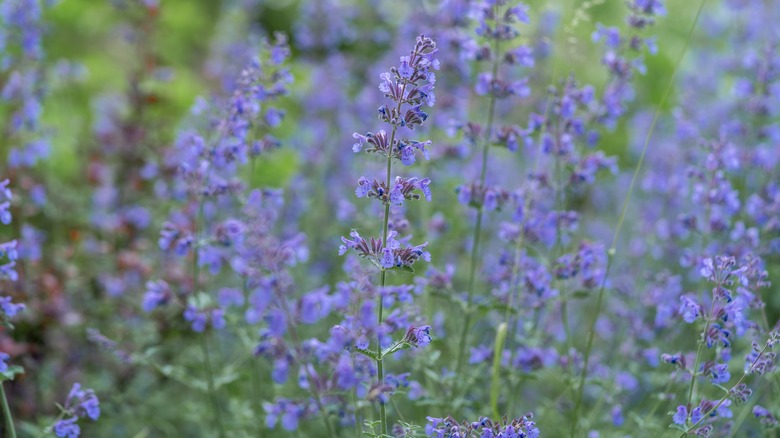 Purple catmint flowers