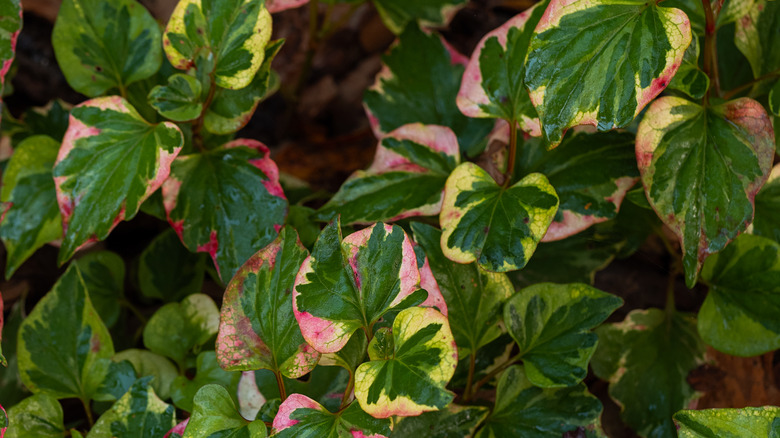 Multicolored chameleon plant leaves