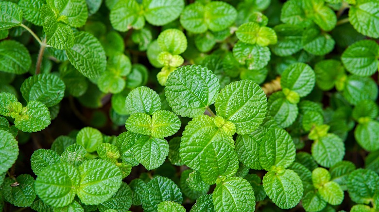 Closeup of creeping charlie leaves